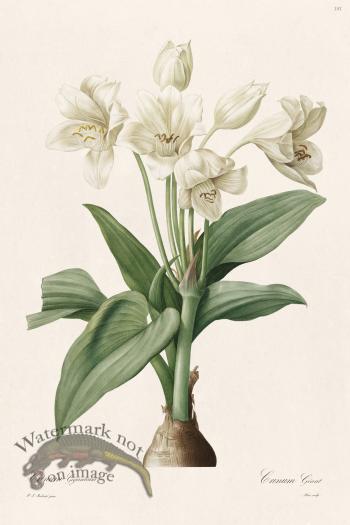 Les Liliacees Redoute 181